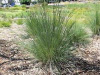Eskdale Poa labillardieri 'Eskdale' PBR Ornamental Native Grass