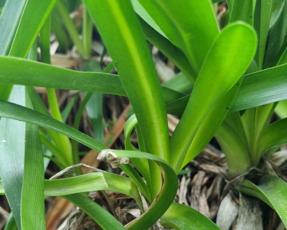 Agapanthus stem with fresh and dry leaves