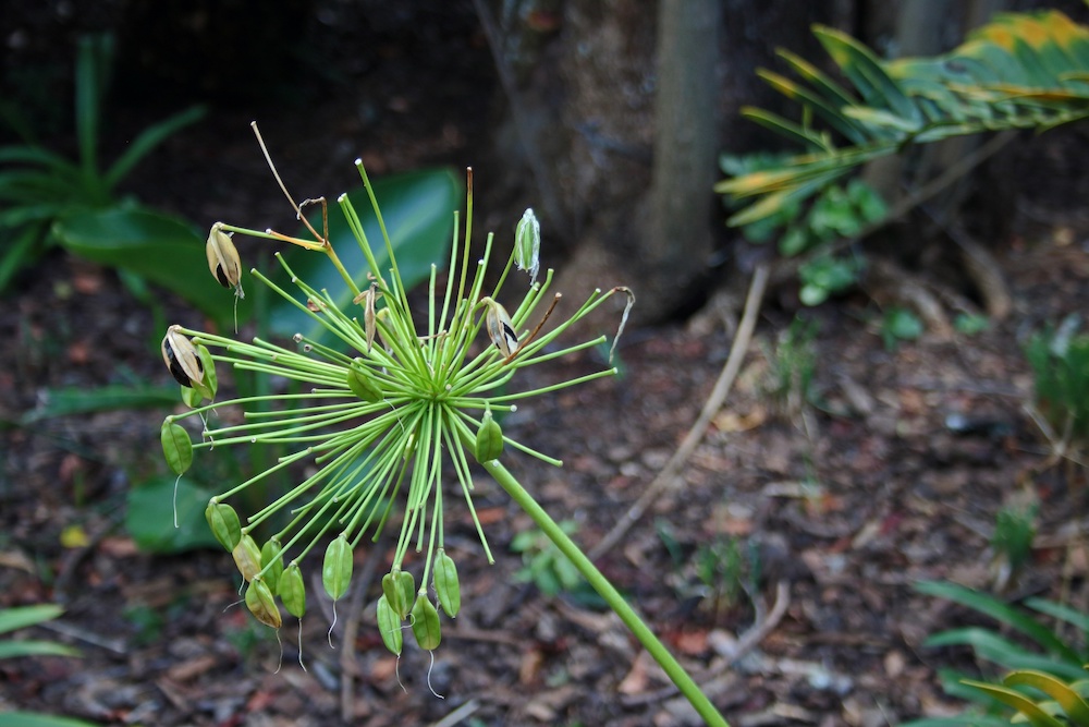 How To Cut Back Agapanthus