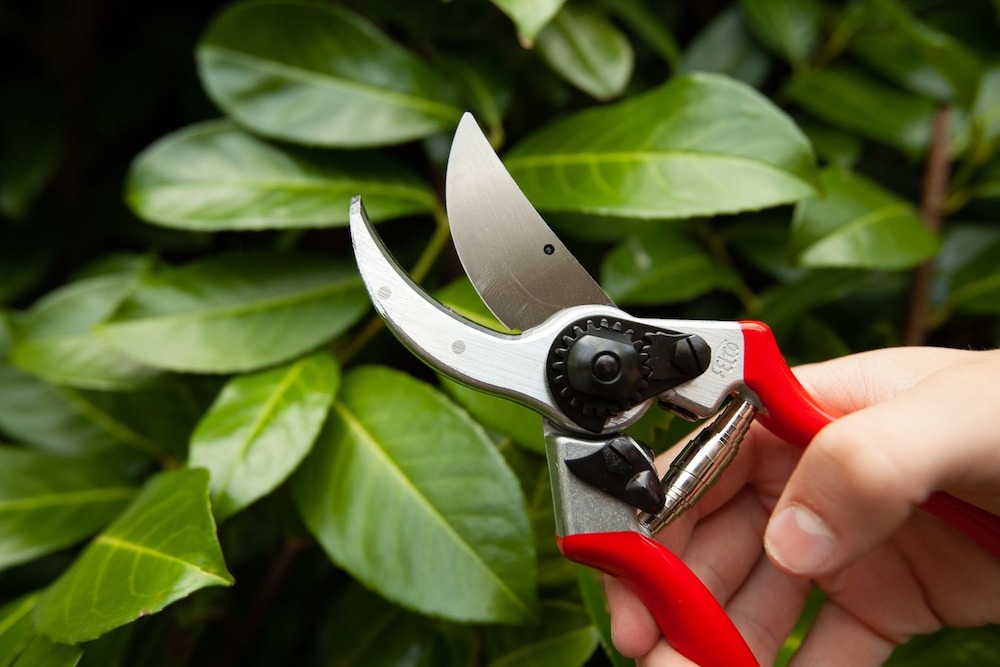 Pruning With Secateurs