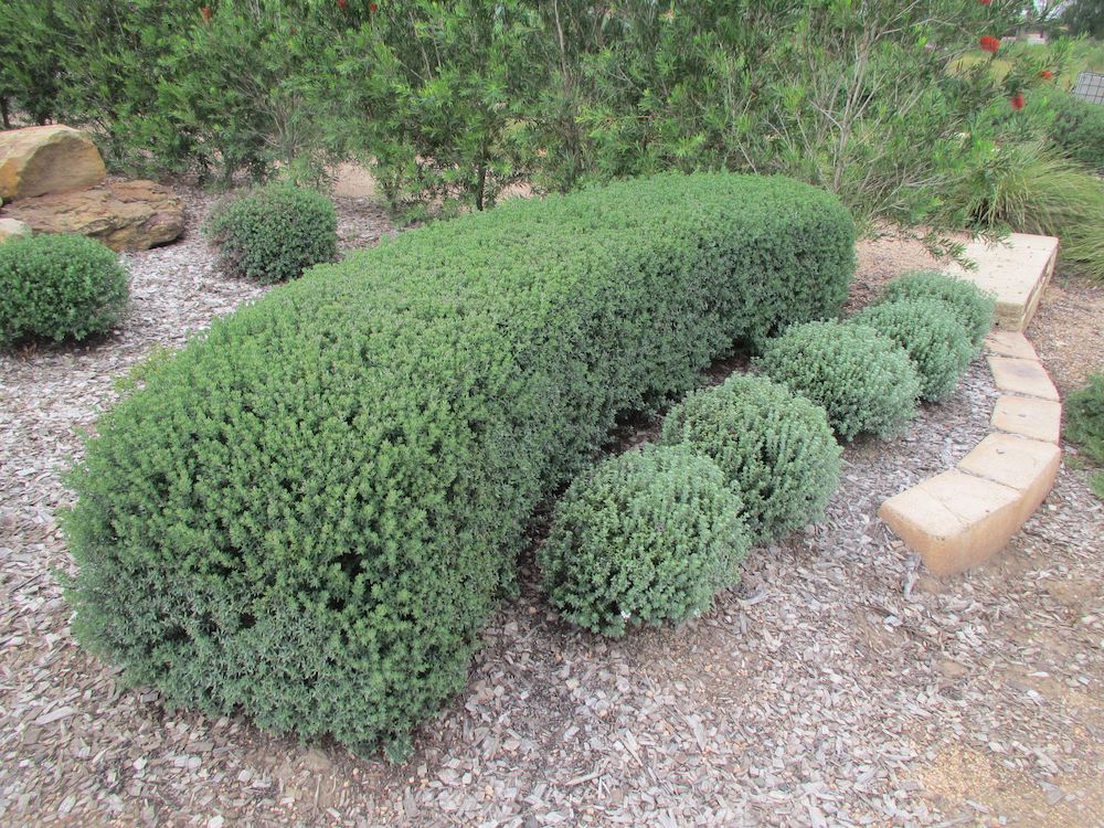Westringia grey box native hedge round and square shape