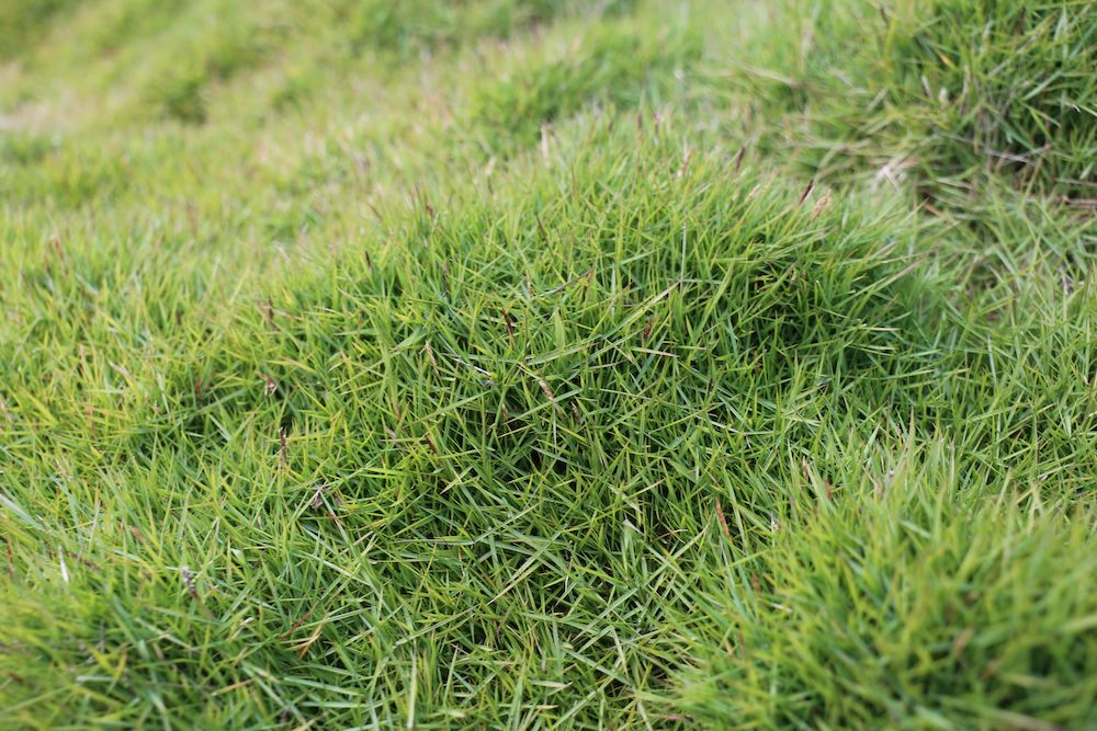 Backyard garden turf alternative Zen grass Zoysia