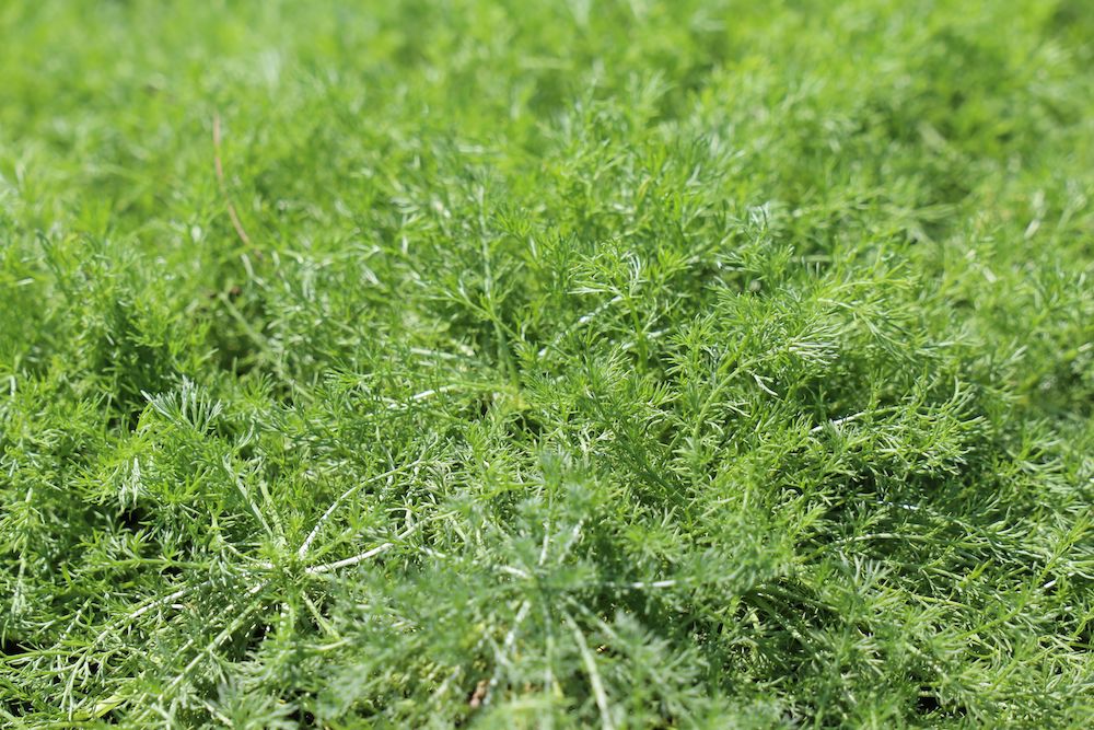 Backyard garden turf alternative calm o mile chamomile plant