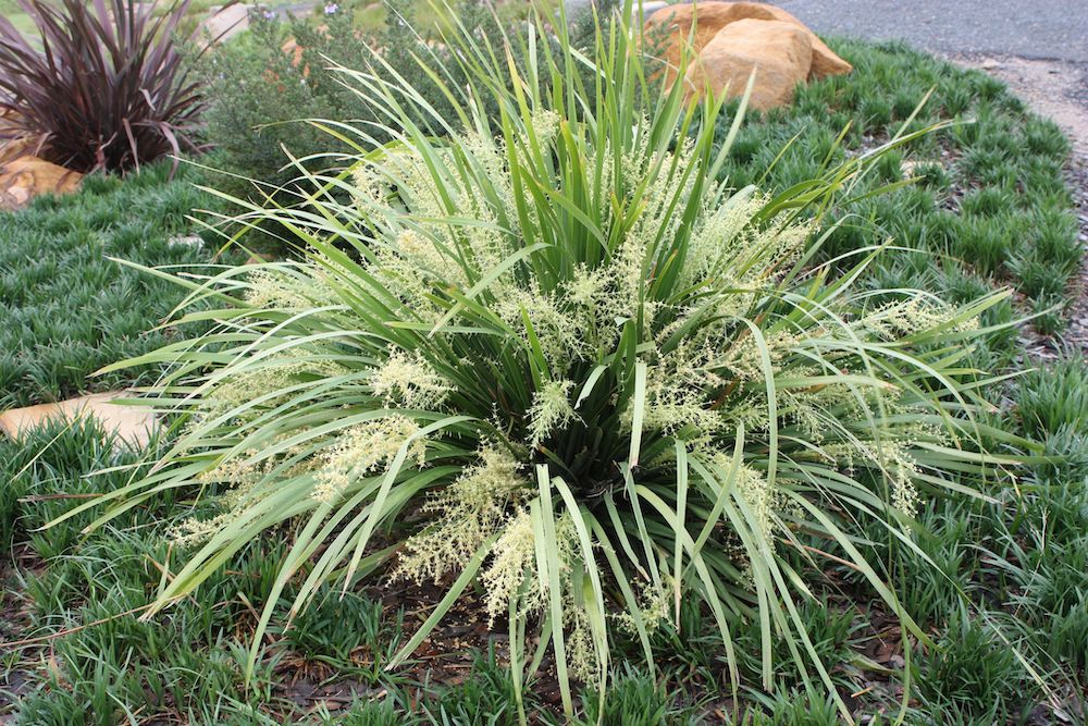 How to Manage Overgrown Lomandra Through Pruning and Division