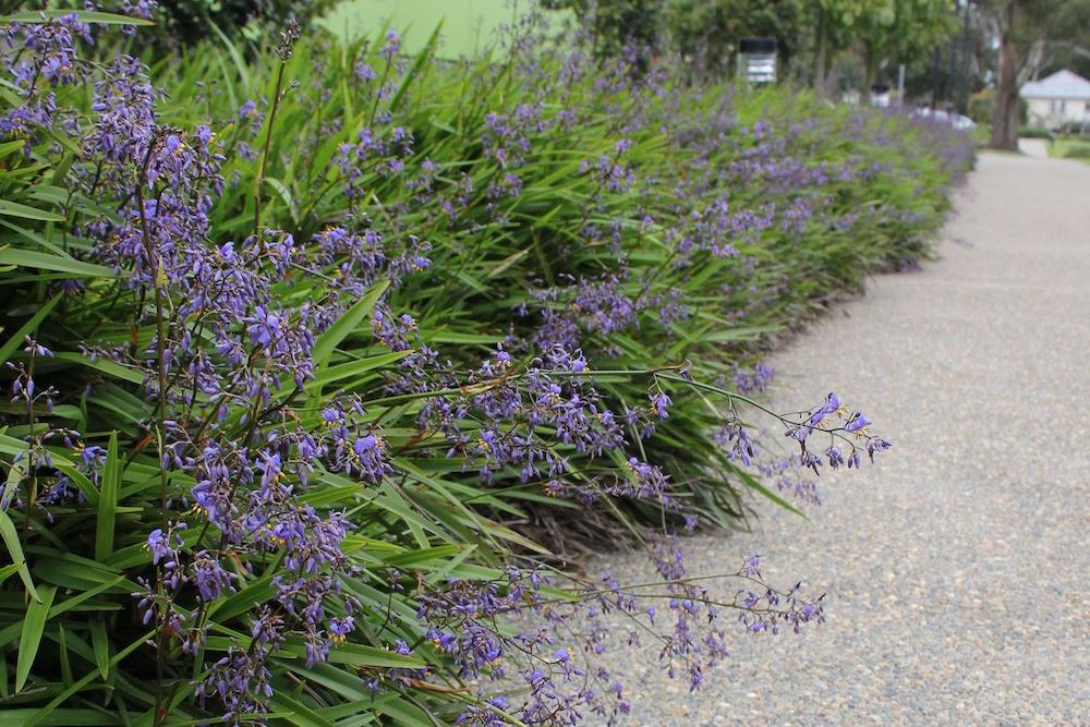 The Comprehensive Guide to Maintaining Dianella