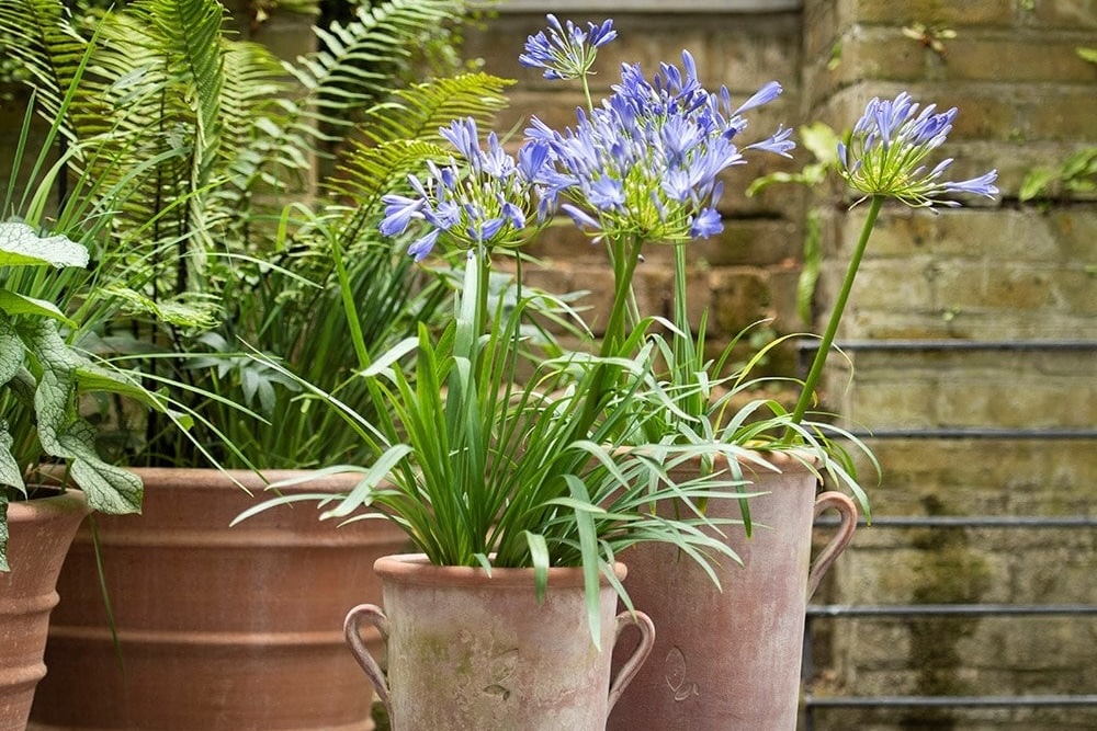Agapanthus Plants Thrive In Pots