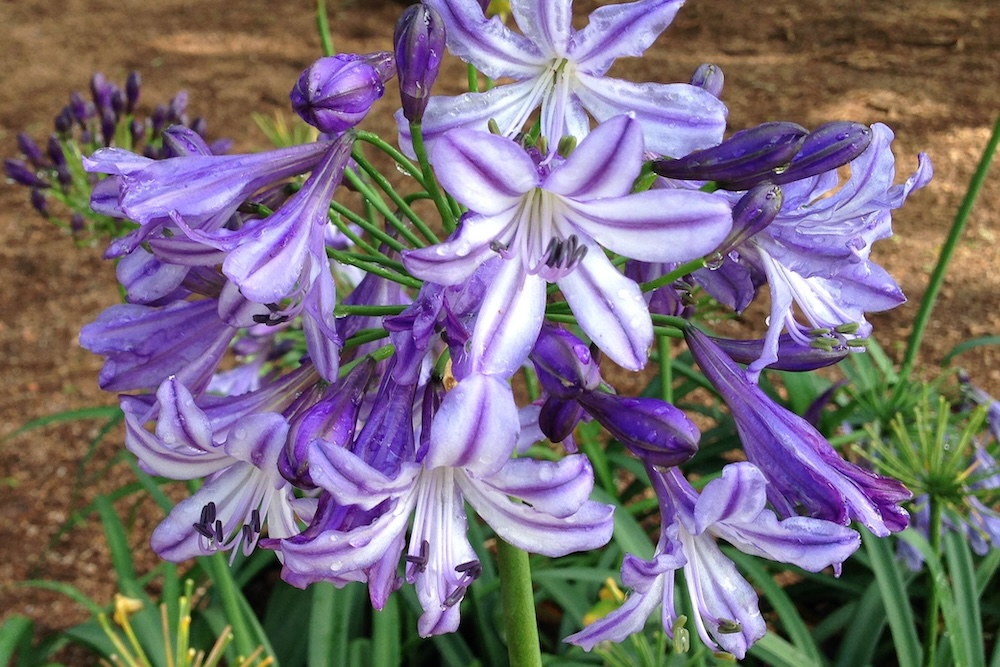 Agapanthus blooms and dead head ready for pruning BuccaneerT Agapanthus hybrid 'AMDB002' PBR