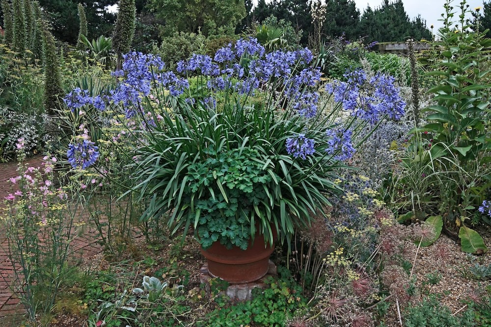 Agapanthus plants can bloom profusely in pots, just like this