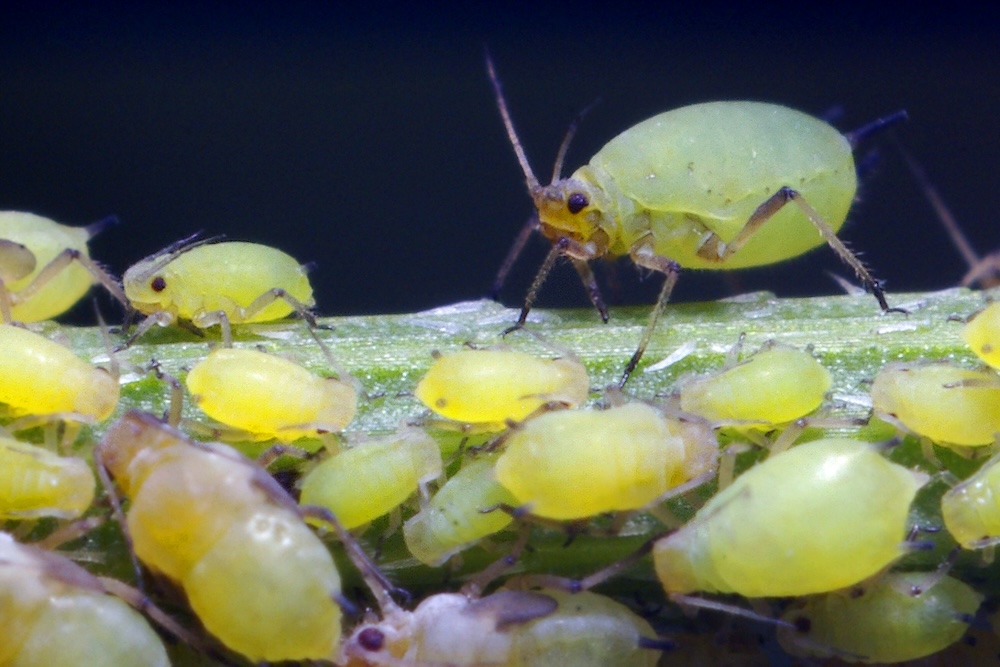 Aphid insect pests