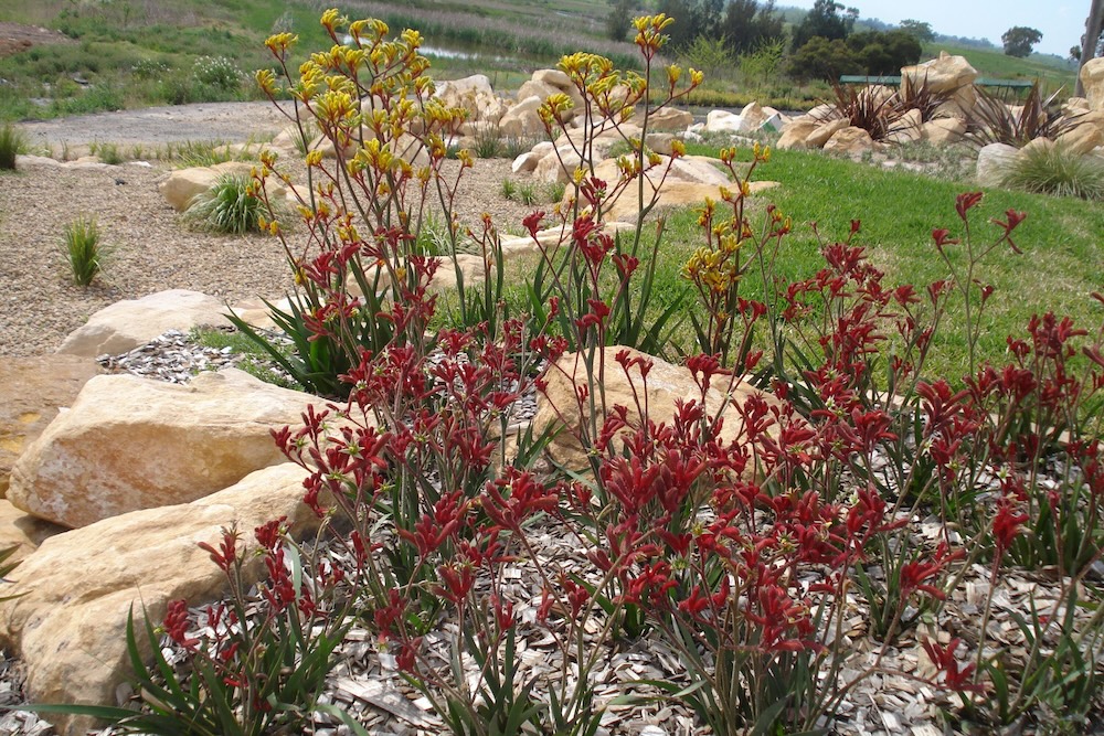 Browse Ozbreed’s range of specially-bred kangaroo paws