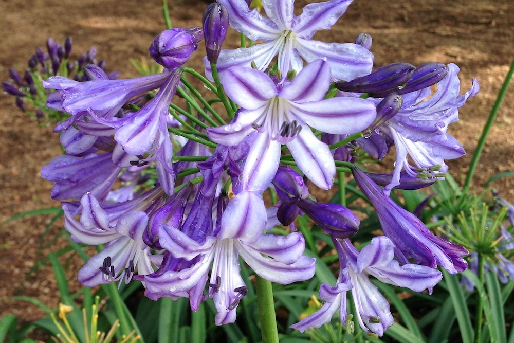 Bucaneer agapanthus blooms for planting in a pot