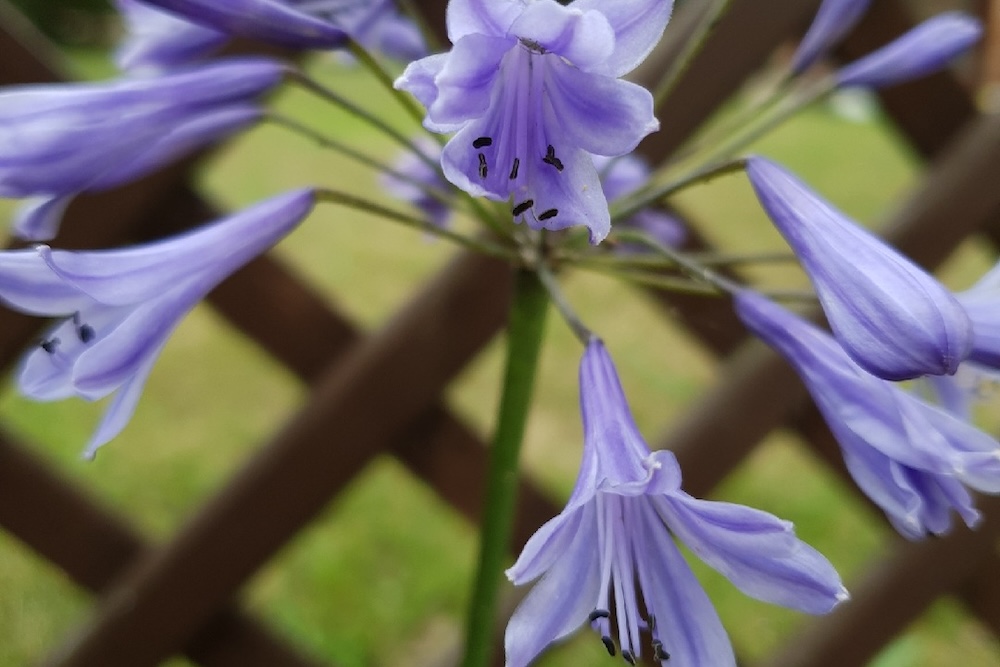 Contrast different colours with agapanthus’s leaves and flowers
