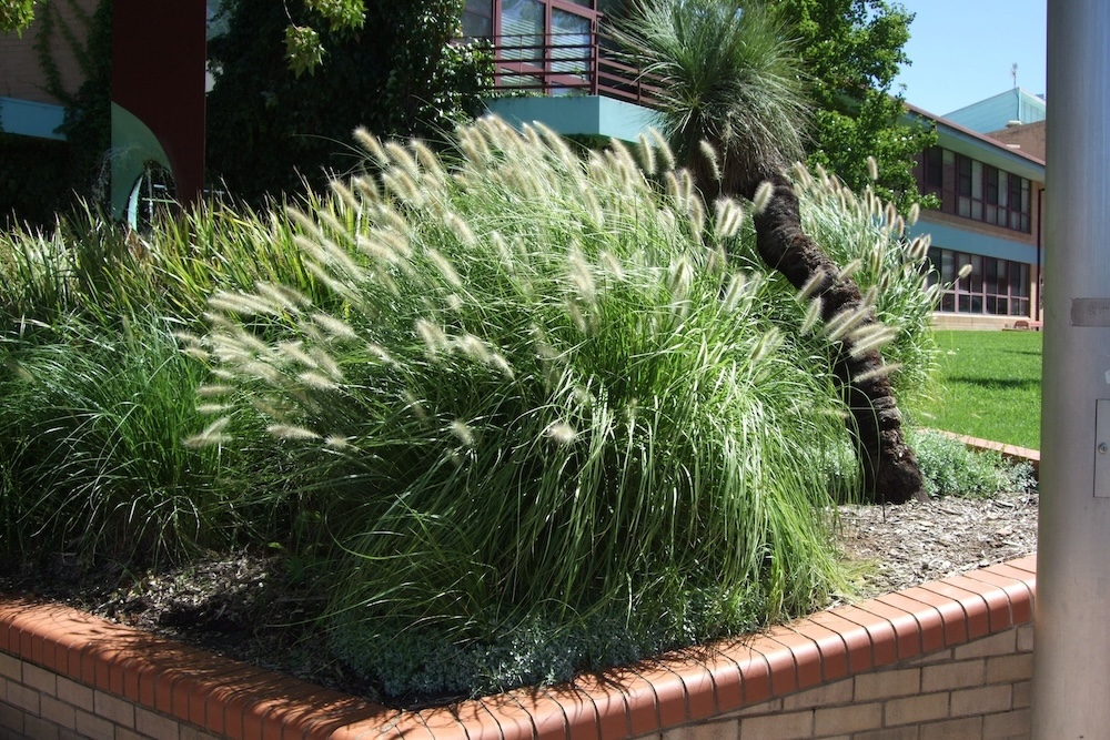 Fountain grass pennisetum companion plant for lomandra