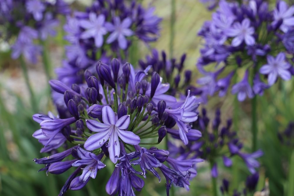 How to Design Beautiful Agapanthus Combinations in Your Garden