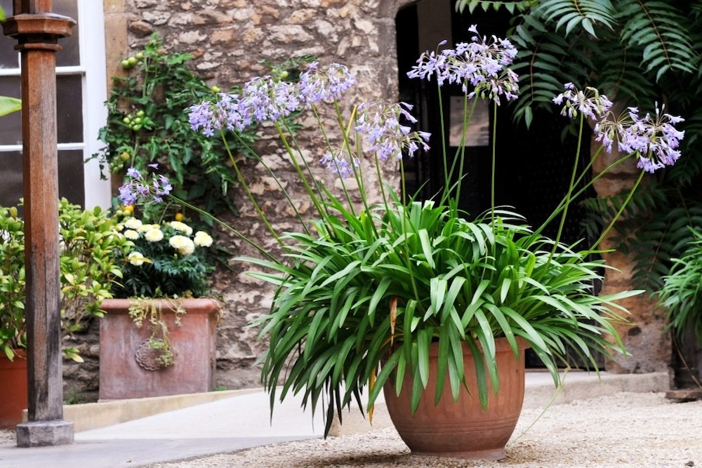 How to Grow Agapanthus in Pots Successfully