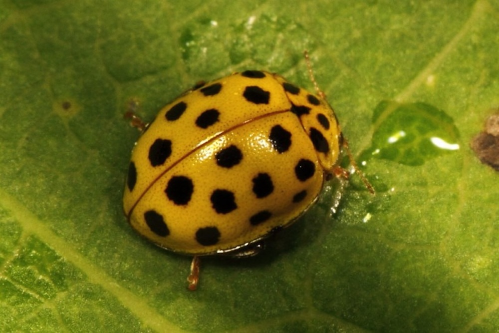 Ladybirds love to eat insect pests like psyllids