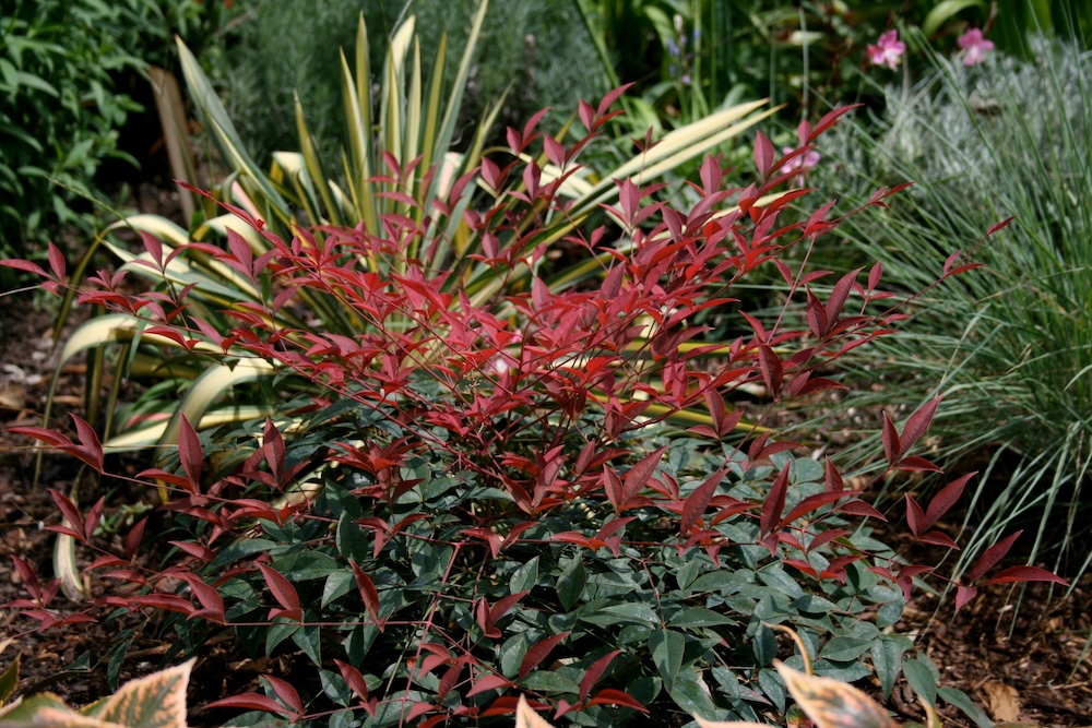 Nandina companion plant for lomandra FlirtT Nandina domestica 'MURASAKI' PBR
