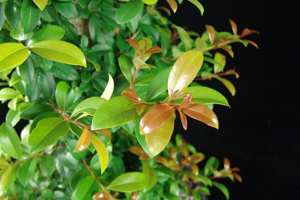 Pest-free lilly pilly leaves, Pinnacle Syzygium australe