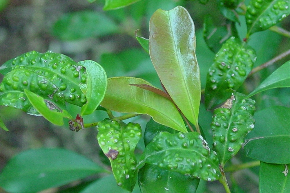 Psyllid infestation on lilly pilly