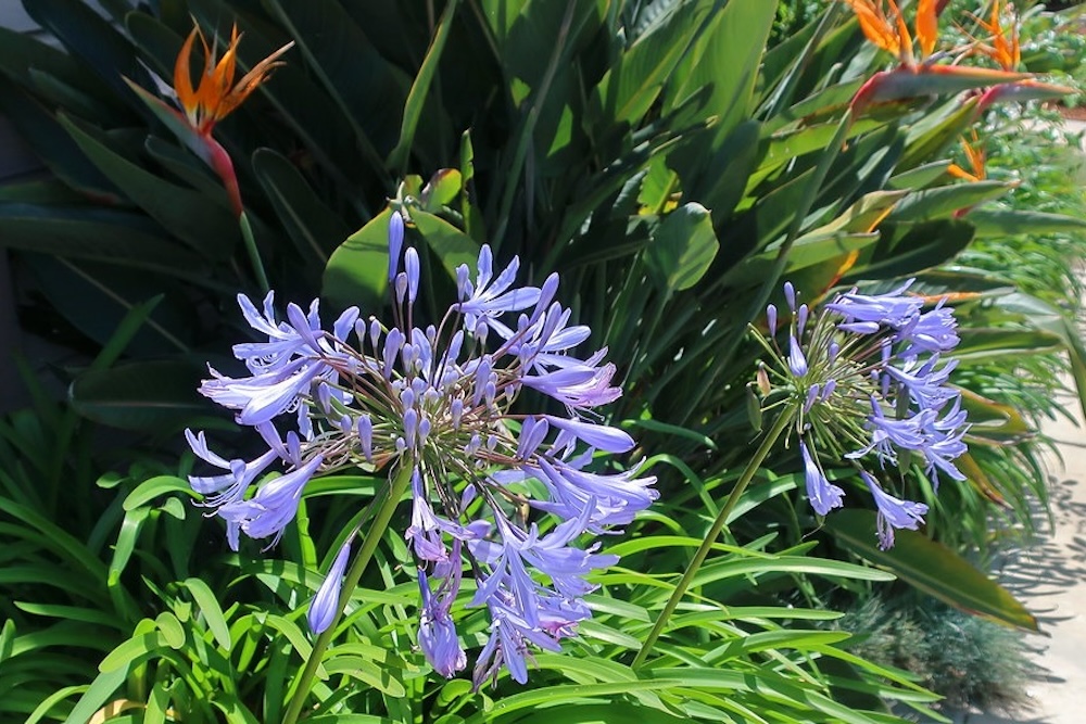The hot and cold colour combinations of Strelitzia and Agapanthus species, along with their large, green leaves, are a match made in tropical-themed heaven