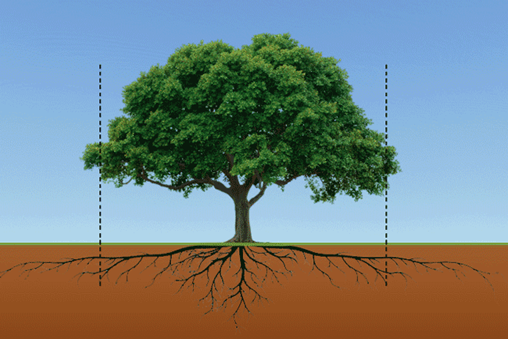 Tree root system diagram