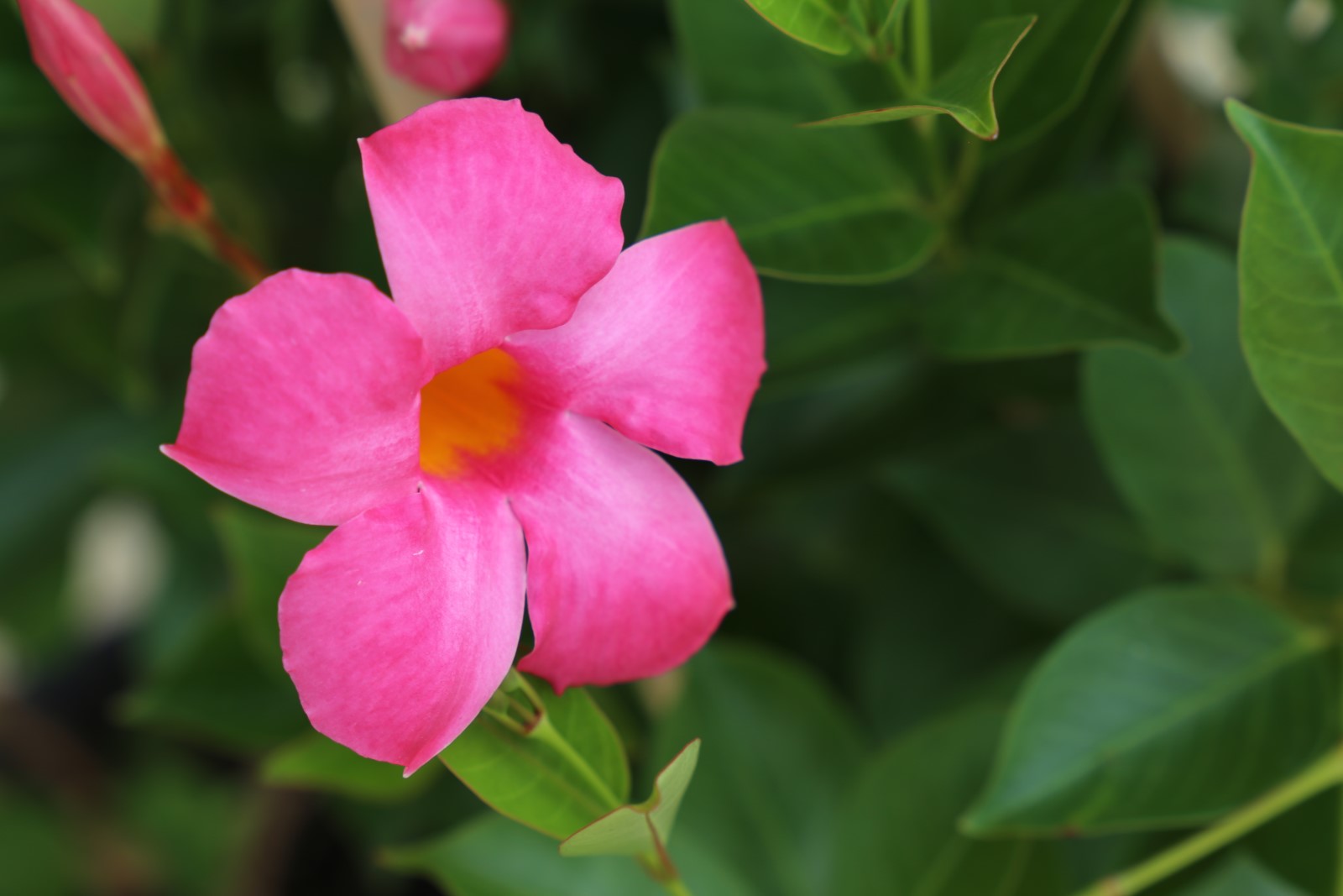 All Seasons Pink Mandevilla a climber with large flowers