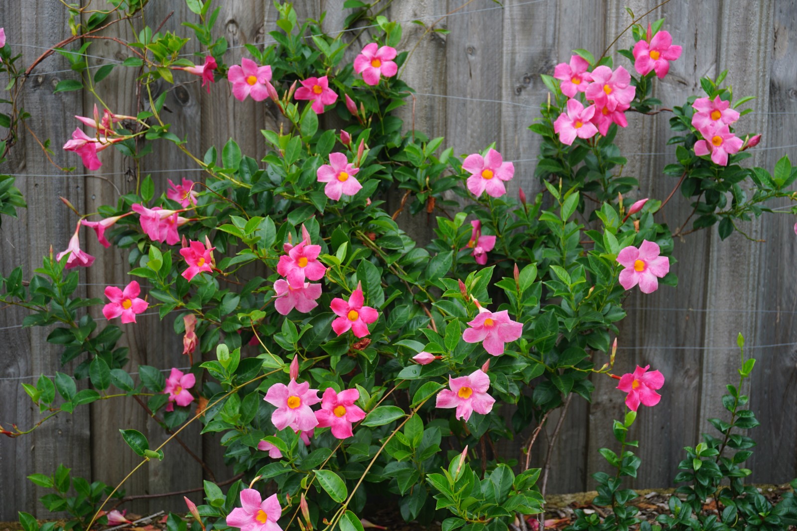 All Seasons Pink Mandevilla a decorative screening plant
