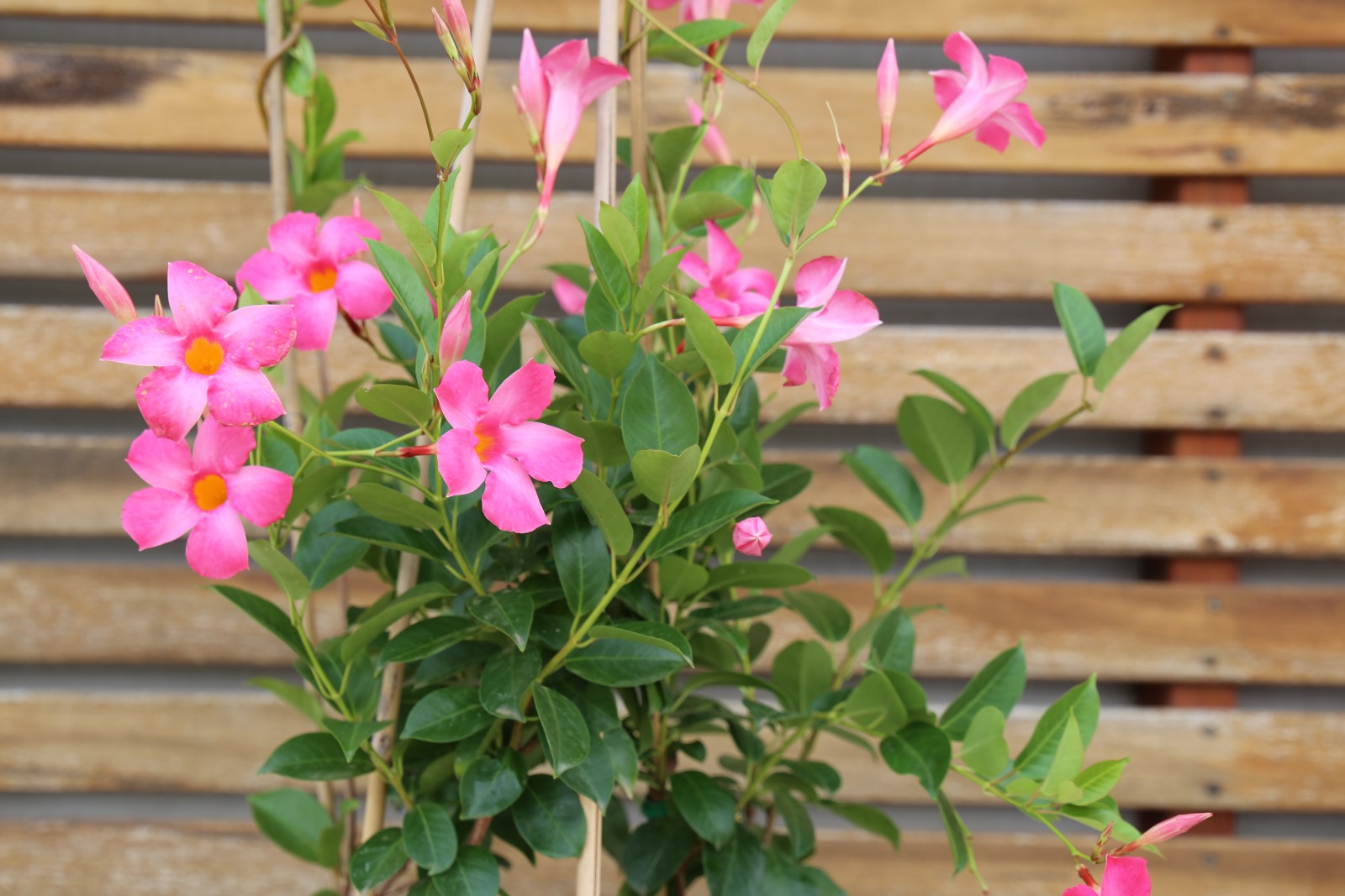 All Seasons Pink Mandevilla with vibrant pink flowers