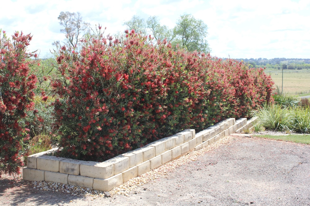 Australian native flowering hedge Slim™ Callistemon viminalis ‘CV01’ PBR
