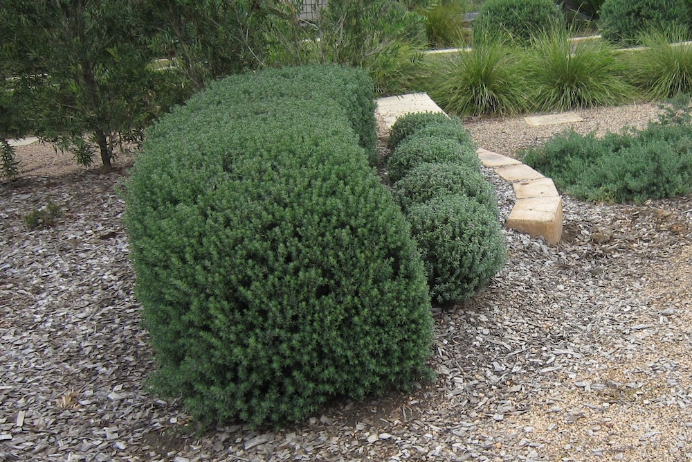 Australian native hedge plant Ozbreed Aussie Box® Westringia hybrid ‘WES08’ PBR