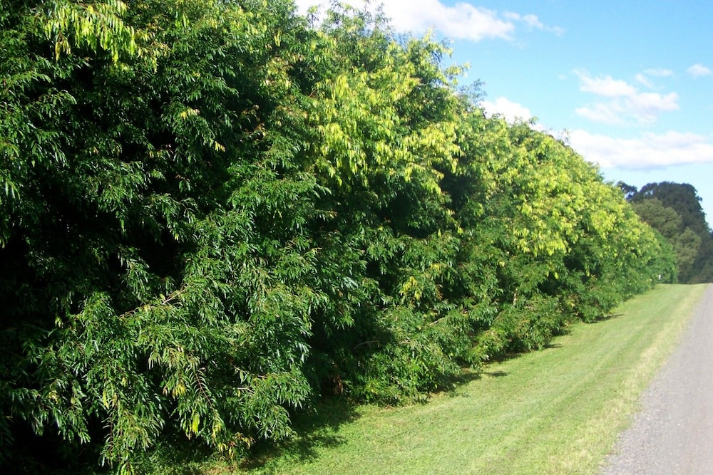 Australian native lilly pilly hedge Sweeper® Waterhousea floribunda ‘DOW20’ PBR