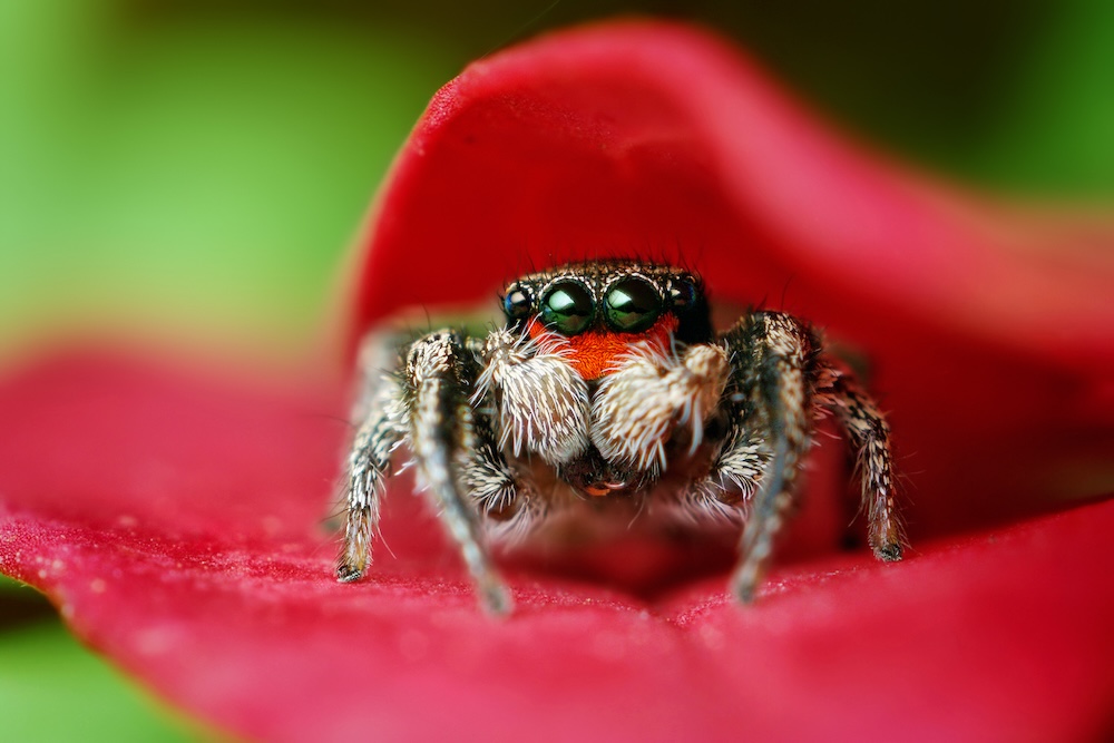 Beneficial jumping spider insect pest predator
