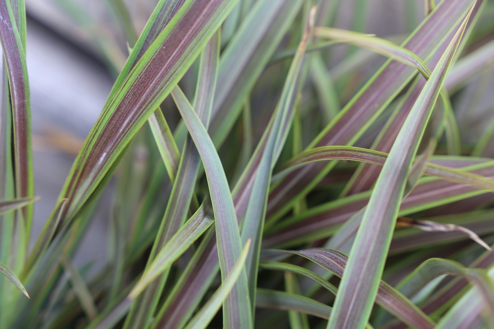 Close up NZ flax leaves of Chocomint Mist™ Phormium tenax ‘PHOS4’ PBR