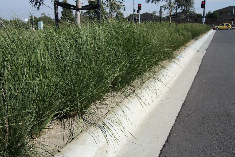 Erosion prevention NyallaRLomandra longifolia 'LM400' PBR, roadside