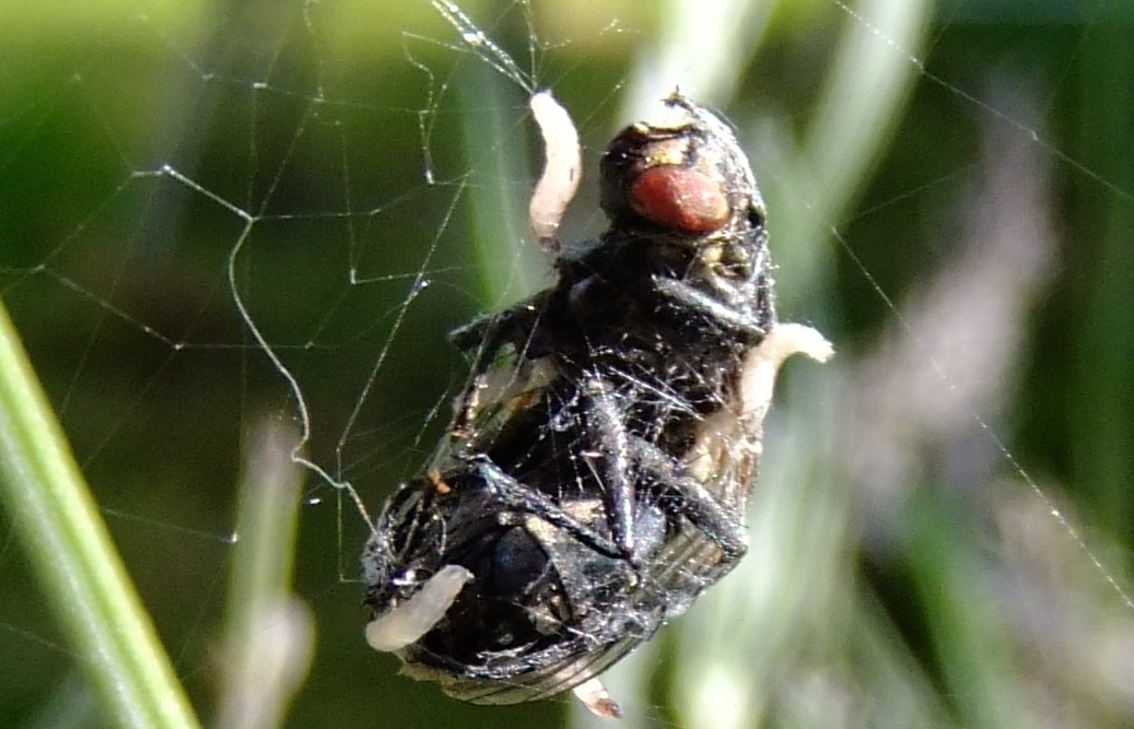 Fly caught in a spiderweb - biological pest control
