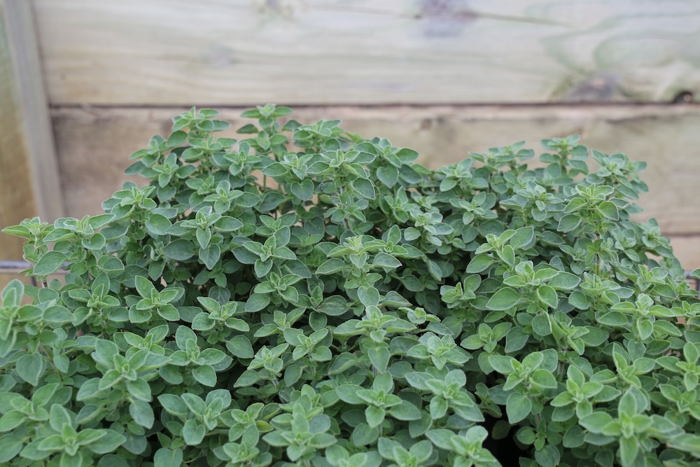 Fragrant oregano herb to deter pests by smell OzSuperb™ Origanum spp. ‘OREG02’