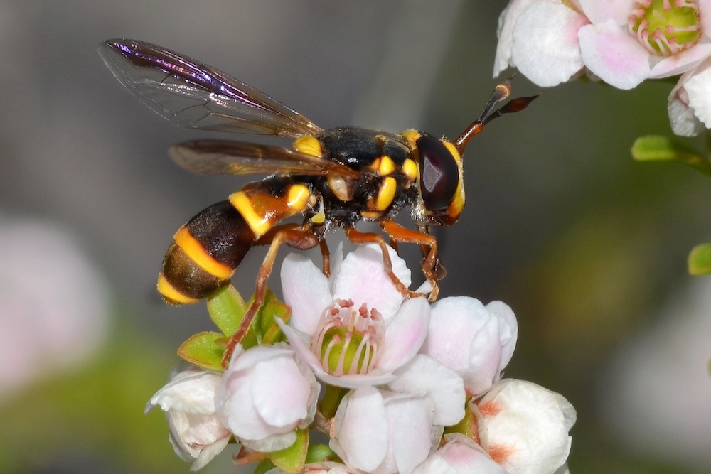 Hoverfly adult pollinator on waxflower - predatory insect