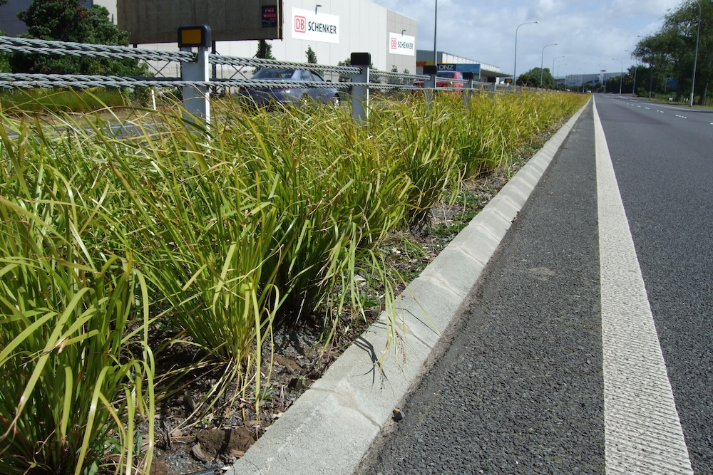 How to Plant Lomandra on Roadsides for Erosion Control