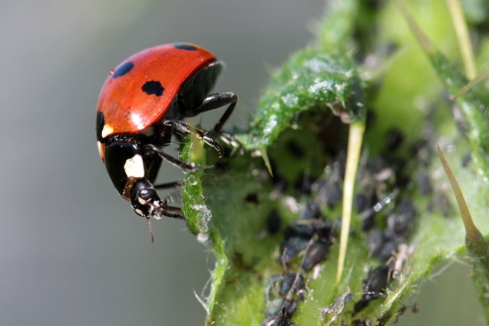 Ladybird Aphid Pest Predator Beneficial Insect
