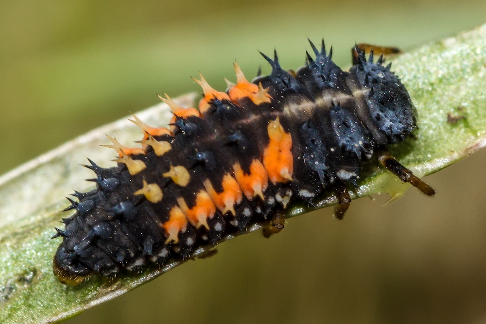 orange and black spiky insect larvae