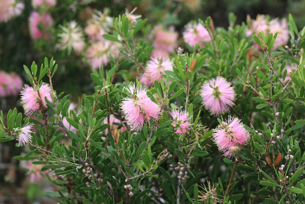 Low maintenance Australian native plant bottlebrush Sweet Burst™ Callistemon spp ‘CNU15’ PBR