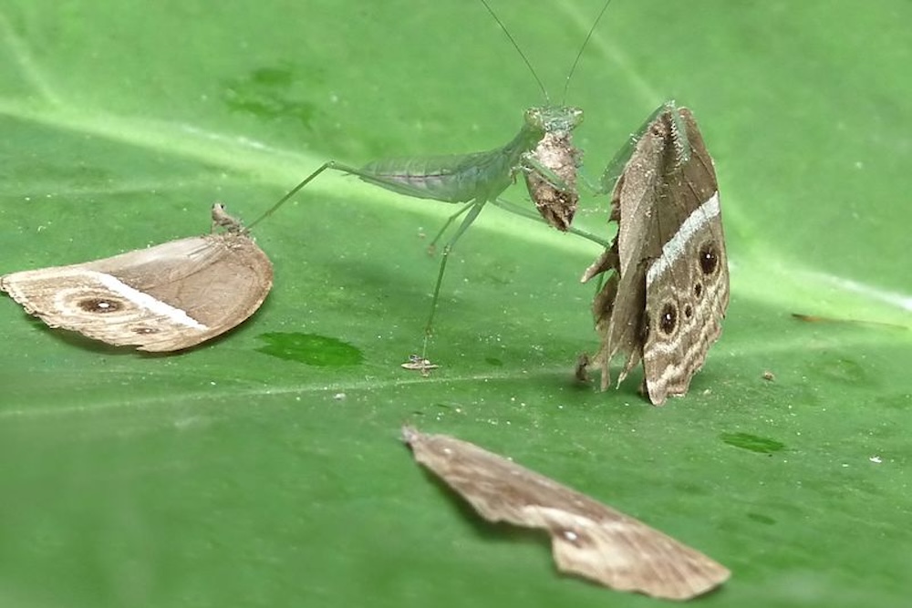 Mantis eating a Common Bushbrown (Mycalesis perseus) butterfly