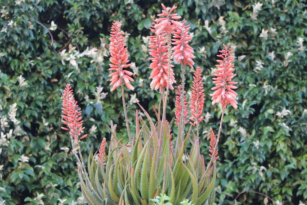 Mighty Coral™ Aloe hybrid ‘AL04’ PBR