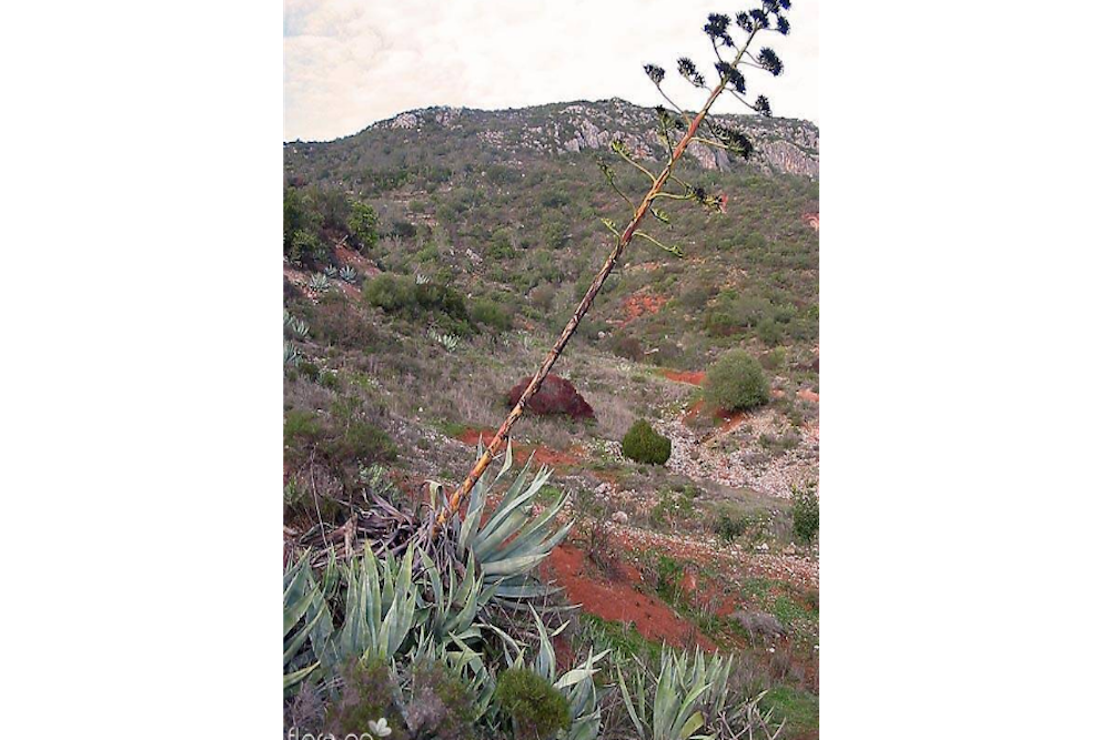 Monocarpic agave dying after flowering