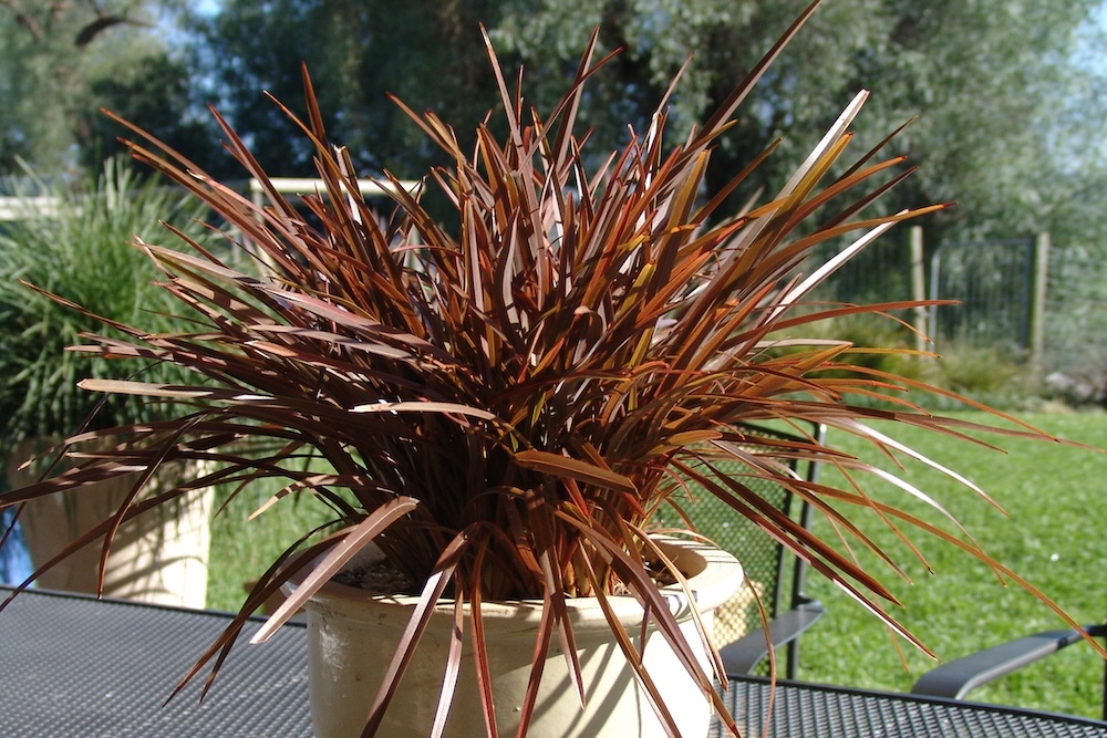 NZ flax plant for Australia in pot Sweet Mist™ Phormium tenax ‘PH0S2’ PBR