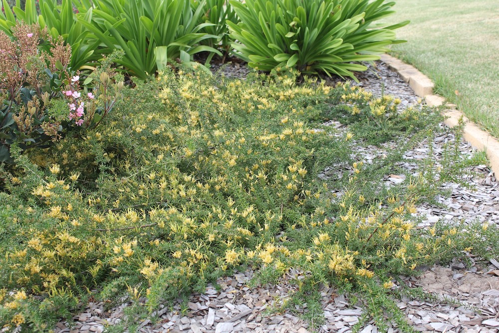 Native Australian flowering ground cover - Gold Cluster™ Grevillea juniperina ‘H22’ PBR