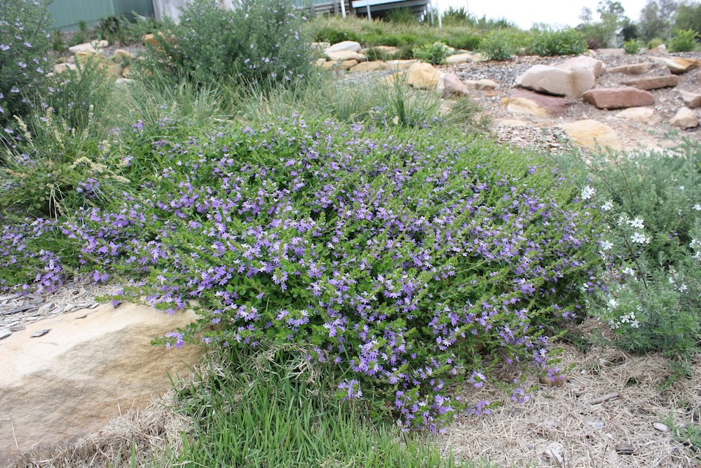 Native Australian ground cover Purple Fusion™ Scaevola humilis ‘PFS100’ PBR