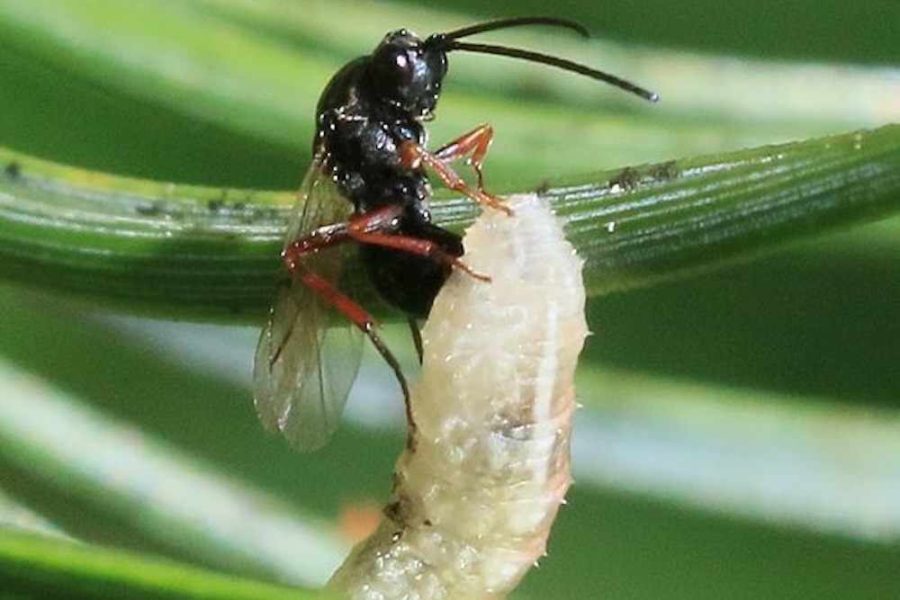 Parasitic wasp (Figitidae) egglaying in a hoverfly larva
