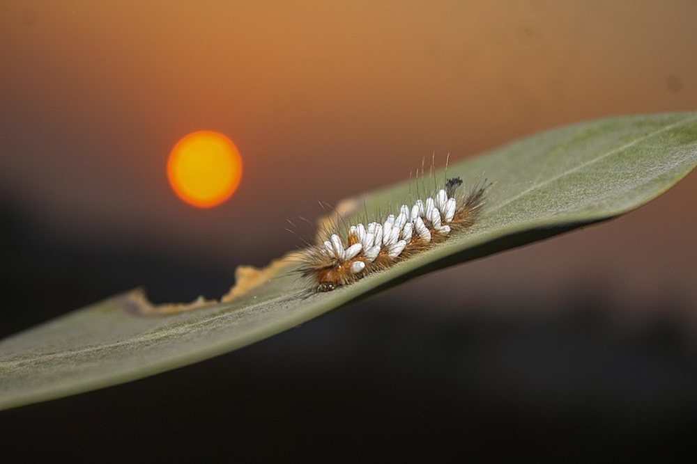 Parasitoid wasp larvae on caterpillar