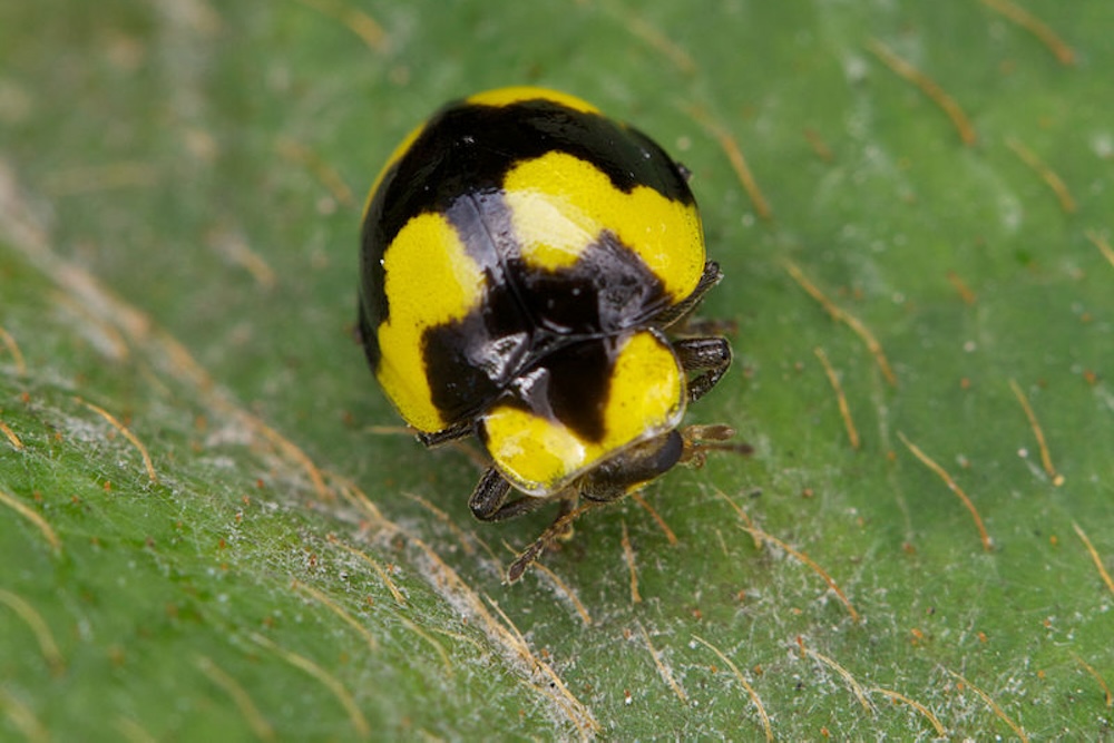Yellow fungus eating ladybird - beneficial insect